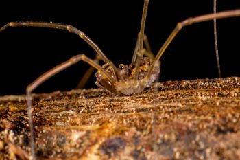Media type: image; Invertebrate Zoology 133381   Description: live specimen;